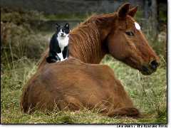 un chat à cheval