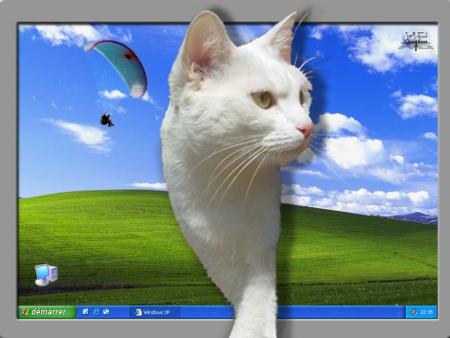 chat ordi