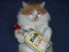 chat alcolo n1