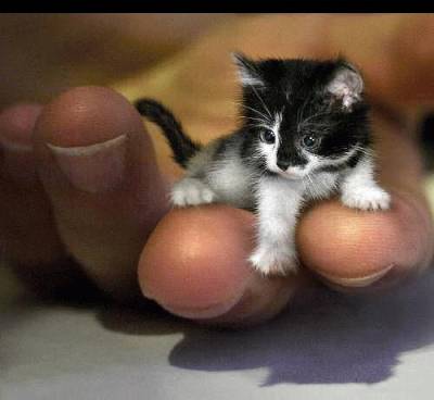 chat de poche