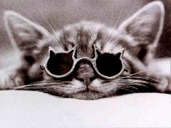 des vacances de chat
