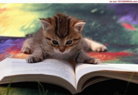 les chats aussi aiment lire